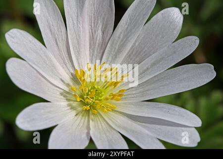 Anemone Stock Photo