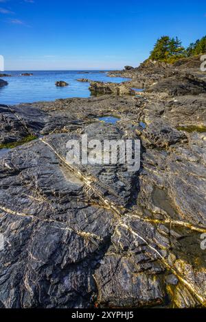 Veined and layered rock formation exposed on the shoreline at Botany Bay on Vancouver Island Stock Photo