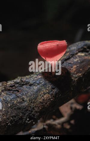 Champagne mushroom or Orange mushroom in rain forest, Saraburi Thailand Stock Photo