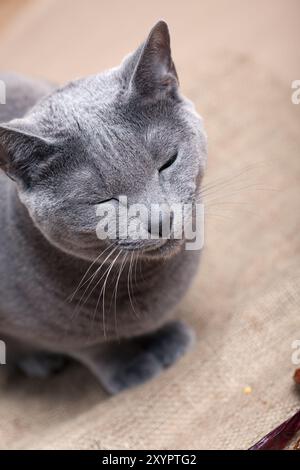 Portrait of a Russian Blue Pedigree Cat Stock Photo