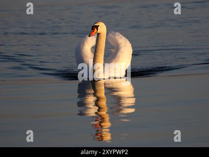 Swan Stock Photo