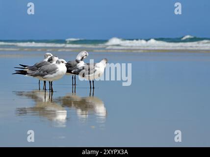 Seagulls standing to the left, preening, mirrored in the swash at the edge of the ocean. Stock Photo