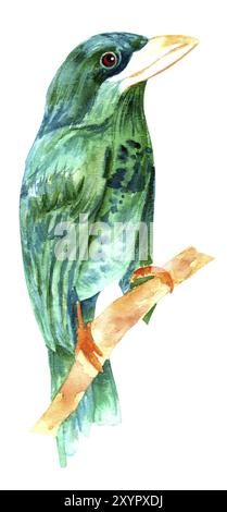 A watercolour drawing of a teal and green bird, hand painted on a white background, vintage style, isolated Stock Photo