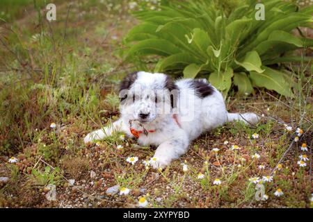 Cute white and black bulgarian sheep dog puppy looking at the camera Stock Photo