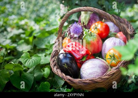 A basket full of vegetables, such as tomatoes, peppers, aubergines and cabbages. The basket is placed in a garden Stock Photo
