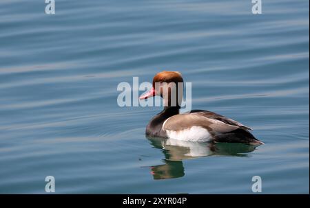 Pochard Stock Photo