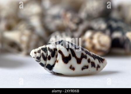 Sea snail black and white Stock Photo