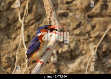 Malachite Kingfisher (Alcedo cristata) swallowing a caught fish in the Okavango Delta, Botswana. Malachite Kingfisher swallowing a caught fish, Okavan Stock Photo