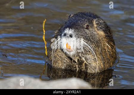 Nutria on the shore Stock Photo