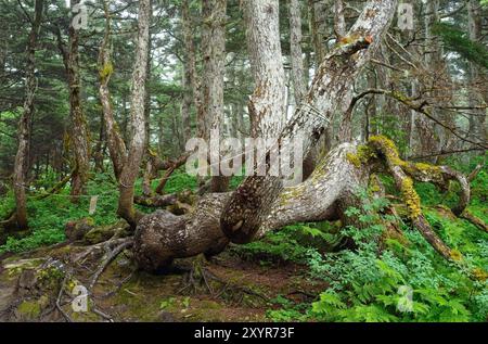 Gnarled and bent tree trunks on Mt Roberts above Juneau, Alaska Stock Photo