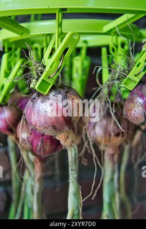 Fresh red onions are hung up to dry with green clothespins – the reward for good gardening Stock Photo