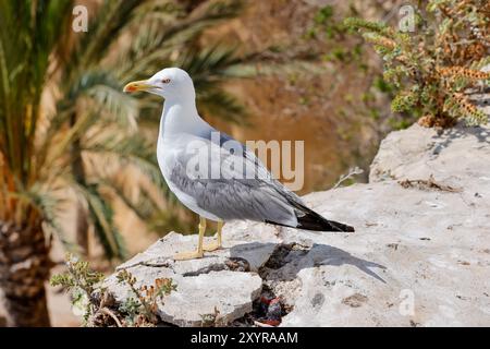 A beautiful seagull grey and white bird sitting on a rock on a sunny summers day Stock Photo