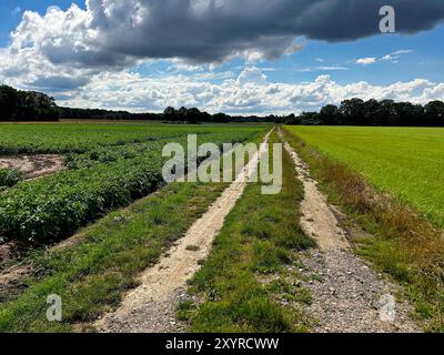 A lonely dirt road leads through fields to forest areas on the horizon under a cloudy sky at dusk Stock Photo