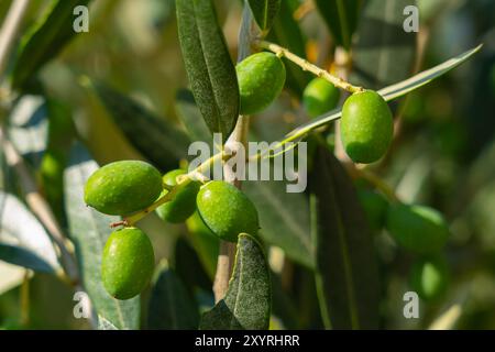 Close up of olive's fruit is seen. The olive, botanical name Olea europaea, meaning 'European olive' Stock Photo