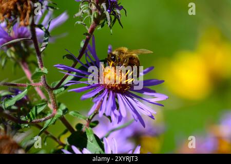 Closeup of bee gathering pollen on New England Aster flower (Purple Daisy) in an outside garden in Southern Ontario during summer. Stock Photo