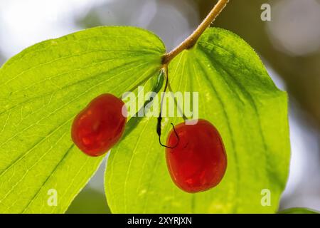Clasping Twisted-Stalk, Streptopus amplexifolius, at Staircase, Olympic National Park, Washington State, USA Stock Photo