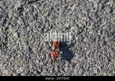 Two red firemen beetles on grey dark asphalt road. Stock Photo