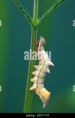 Close-up of a Notodonta ziczac, the pebble prominent caterpillar, crawling on green vegetation, Stock Photo