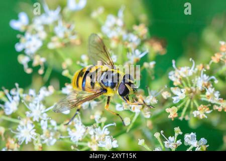 Closeup of Batman hoverfly, Myathropa florea, pollinating on white flowers. Stock Photo