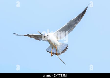 Close-up of a Black-headed gull, Chroicocephalus ridibundus, in-flight Stock Photo