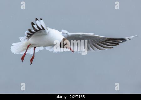 Close-up of a Black-headed gull, Chroicocephalus ridibundus, in-flight Stock Photo