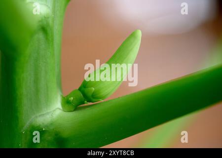 Female blossom of a papaya tree (Carica papaya) before opening. Stock Photo