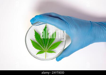 Cannabis research, conceptual image. Stock Photo