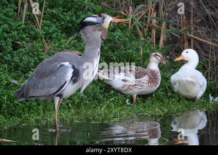 Grey heron (Ardea cinerea) feeding on fish in a pond. This large bird hunts in lakes, rivers and marshes, catching fish or small animals with a darting strike of its head. It is found throughout Africa and Eurasia. Photographed in Israel in September. Stock Photo