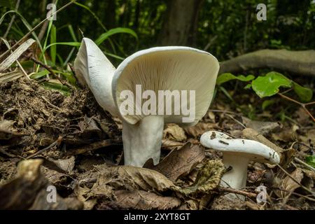 Milk-white brittlegill (Russula delica) on the forest ground. Stock Photo