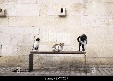 Three Adorable Cats Sitting Together on a Charming Bench Against a Vintage Stone Wall Stock Photo