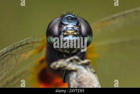 Dragon fly, Eyes extreme focus. Stock Photo