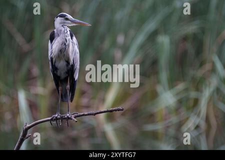 A grey heron (Ardea cinerea) perched on a twig above a lake in a park in Kanagawa, Japan. Stock Photo