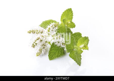 Fresh peppermint with flowers on white background. Mentha rotundifolia Stock Photo