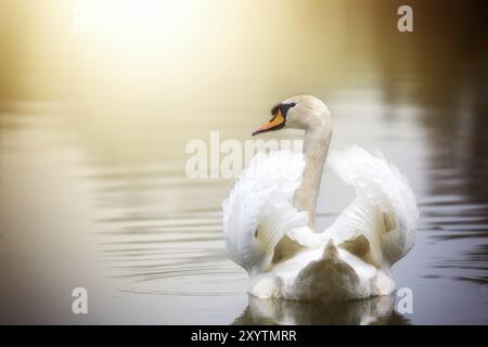 A swan swims on a lake with its wings slightly open Stock Photo