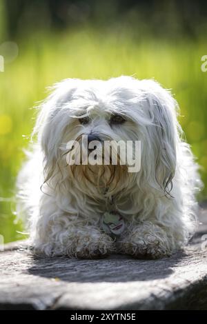 A small white Havanese is lying on a tree stump and looks slightly past the photographer, the green grass can be seen in the background and the dog is Stock Photo
