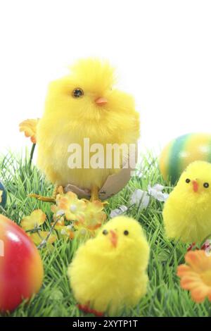 Chicks with Easter eggs in a flower meadow Stock Photo