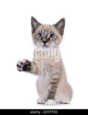 Expressive house cat kitten, with tabby point pattern, sitting up facing front. Looking beside camera. One paw high up like shaking hands. Isolated on Stock Photo