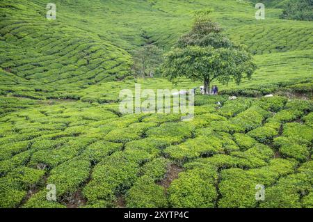 A tree in Camerom Highlands, Malaysia sourrounded by tea plantations Stock Photo