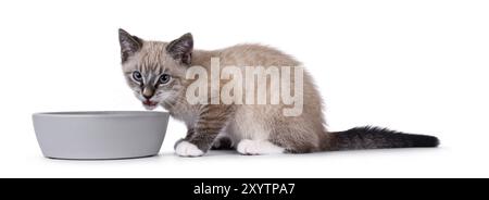 Expressive house cat kitten, with tabby point pattern, sitting side ways beside grey food bowl. Looking straight to camera while chewing on food. Isol Stock Photo