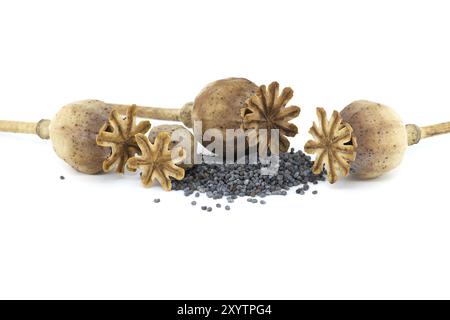 Dried poppy heads and pile of poppy seeds isolated on white background, full depth of field Stock Photo