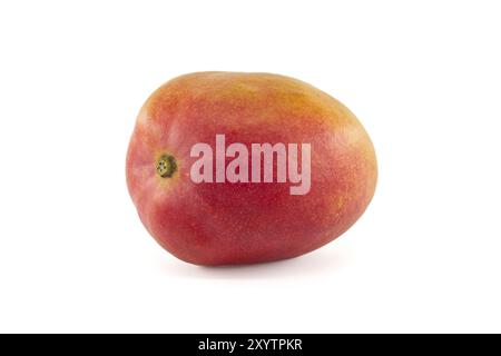 Ripe mango fruit with a blend of red and yellow tones on their skin isolated against a white background Stock Photo