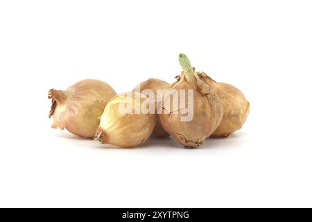 Onion seeds a few seedlings have leaf growth isolated on white background, young onion spring bulbs Stock Photo