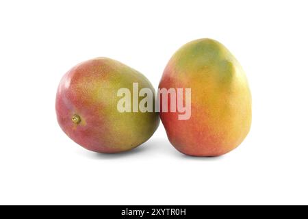 Two ripe multicolored mango fruits isolated on a white background Stock Photo