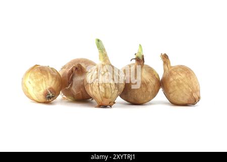 Onion seeds a few seedlings have leaf growth isolated on white background, young onion spring bulbs Stock Photo