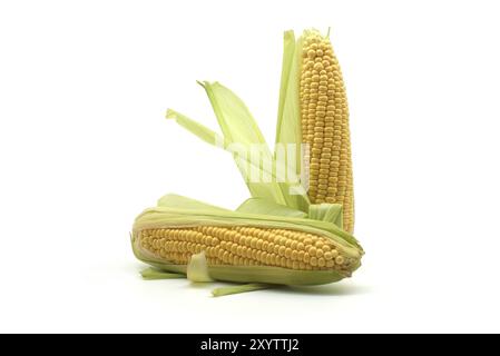 Fresh raw maize or corn on the cob with leaves isolated on white background, low angle view Stock Photo