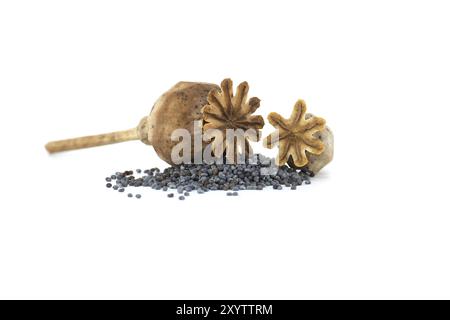 Dried poppy pods and poppy seeds isolated on white background, full depth of field Stock Photo