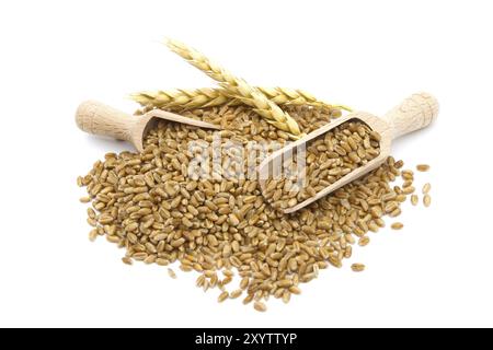 Wheat grain seeds spilling from two wooden scoops near to ripe wheat ears over white background with selective focus Stock Photo