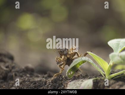 Gryllotalpa gryllotalpa, commonly known as the European mole cricket digging the ground in close up low angle view Stock Photo