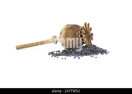 Dried poppy head and pile of poppy seeds isolated on white background, full depth of field Stock Photo