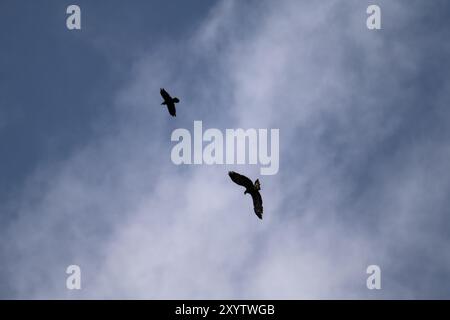 Golden eagle (Aquila chrysaetos) and common raven (Corvus corax) in flight against the light, background blue sky with clouds, Carinthia, Austria, Eur Stock Photo